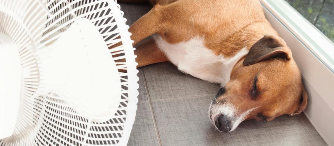 Canicule : bien protéger son chat ou son chien de la chaleur